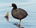 Image 28American coot in Prospect Park