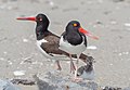 Image 43American oystercatcher family portrait on Fort Tilden beach