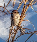 Image 62American tree sparrow in Central Park