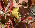 Image 103Blackpoll warbler in a flowering dogwood tree in Green-Wood Cemetery