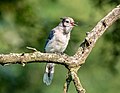 Image 16Blue jay fledgling calling for its parent in Green-Wood Cemetery