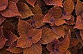 Image 65Coleus