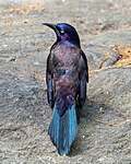 Image 132Common grackle showing off its iridescence in Central Park