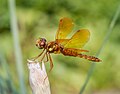 Image 61Male eastern amberwing dragonfly in the Brooklyn Botanic Garden