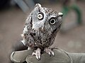 Image 10Rehabilitated eastern screech owl