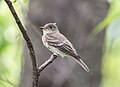 Image 67Eastern wood pewee in Central Park