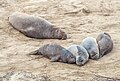 Image 79Northern elephant seals in Ano Nuevo, California