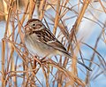 Image 137Field sparrow in Central Park