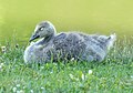 Image 113Canada goose gosling in Green-Wood Cemetery