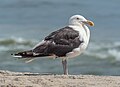 Image 71Great black-backed gull in Quogue, NY