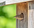 Image 143House wren doing its best eel impression guarding its nestbox.