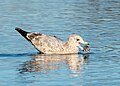 Image 73Immature herring gull manipulating a clam in Marine Park, Brooklyn