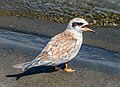 Image 111Juvenile Forster's tern calling for its parent in Jamaica Bay Wildlife Refuge