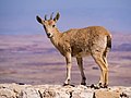 Image 102Juvenile Nubian ibex on a wall at the edge of Makhtesh Ramon