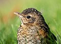 Image 17Juvenile American robin