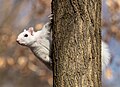 Image 101White (leucistic) eastern gray squirrel perched on a tree in Brooklyn