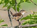 Image 55Marsh wren singing at Hammonasset Beach State Park