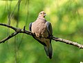 Image 34Mourning dove perched in Prospect Park, Brooklyn