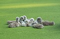 Image 31Mute swan cygnet pontoon on a duckweed-covered pond