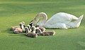 Image 22Mute swan and cygnets on a duckweed-covered pond