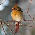 Image 93Northern cardinal female in Central Park