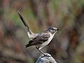 Image 65Northern mockingbird in a "tail up" display in Green-Wood Cemetery