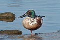 Image 77Male northern shoveler in Marine Park, Brooklyn