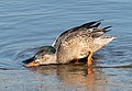 Image 108Northern shoveler pair "shoveling" together in Marine Park, Brooklyn