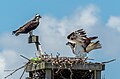 Image 125Ospreys in a nest on Sandy Hook, New Jersey