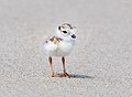 Image 3Piping plover chick in Queens