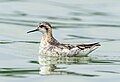 Image 24Red-necked phalarope at the Jamaica Bay Wildlife Refuge