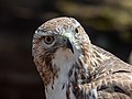Image 127Red-tailed hawk yearbook photo, class of 2022, Central Park