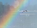 Image 142Ring-billed gull in a rainbow over Niagara Falls