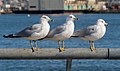 Image 2Three ring-billed gulls in Red Hook
