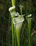 Image 10Sarracenia leucophylla