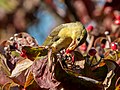 Image 96Scarlet tanager eating a berry in Green-Wood Cemetery