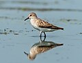 Image 130Semipalmated sandpiper at the Jamaica Bay Wildlife Refuge