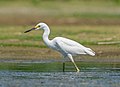Image 32Snowy egret in Jamaica Bay Wildlife Refuge