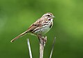 Image 122Song sparrow on Lookout Hill in Prospect Park