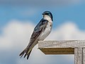 Image 45Tree swallow on a nest box in Jamaica Bay Wildlife Refuge