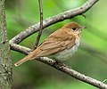 Image 135Veery in the Central Park Ramble