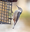 Image 115White-breasted nuthatch on a suet feeder in Green-Wood Cemetery