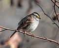 Image 5White-throated sparrow in Prospect Park