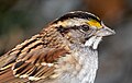 Image 46Close-up of a white-throated sparrow in Central Park
