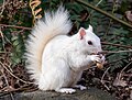 Image 112White (leucistic) eastern gray squirrel with a peanut